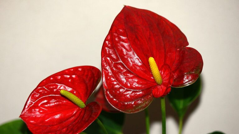 Anthurium, fiori verdi prima di seccarsi: le tre cause