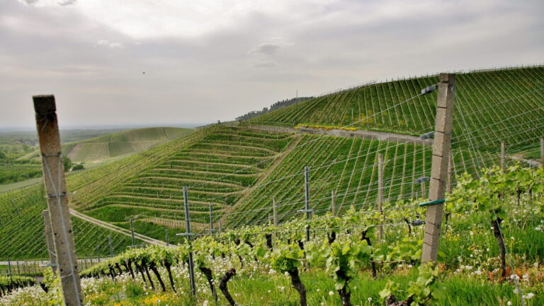 Aglianico del Vulture: la guida completa al vino e all’enoturismo in Basilicata