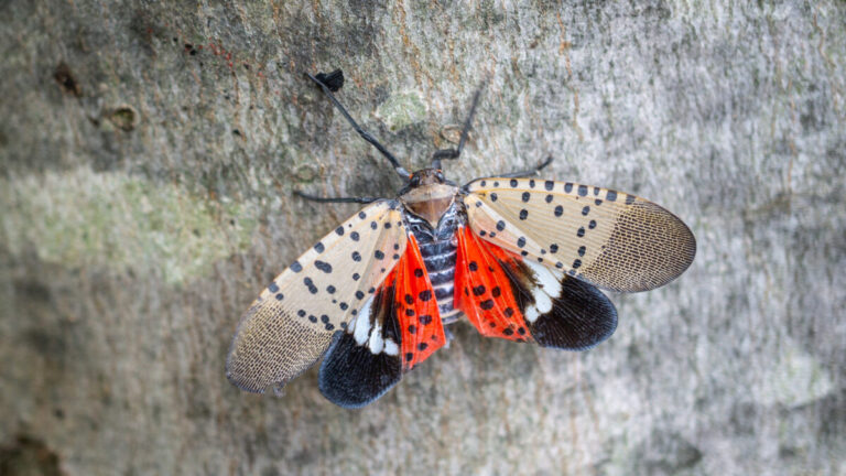 Allarme in Europa per la “lanterna maculata”: individuato il primo esemplare dell’insetto killer