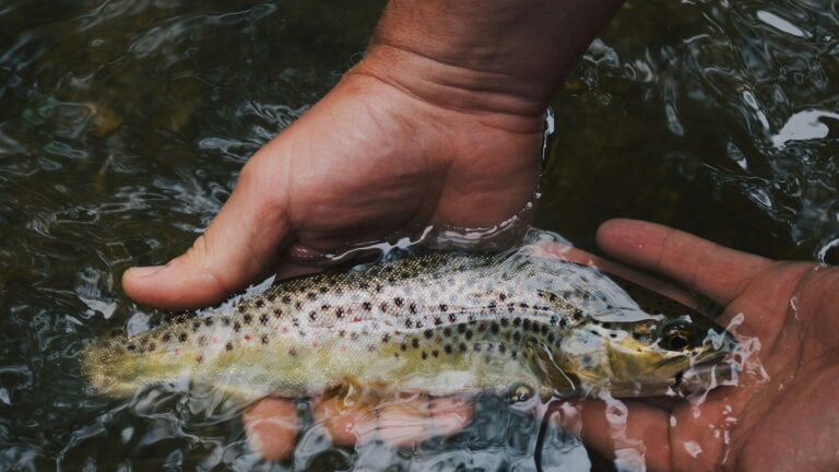 Fermo pesca, 10 milioni di aiuti: domande aperte dal 14 settembre al 16 ottobre