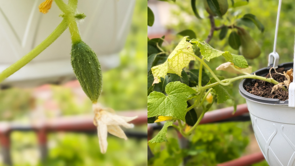 i mini cucumber (cetrioli) in crescita del kit di action