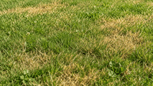 Prato secco? Come farlo tornare verde (anche dopo settimane di caldo)