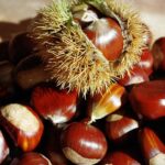 Come raccogliere e conservare le castagne: i segreti per farle durare tutto l’inverno
