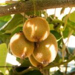 Pere e kiwi, in arrivo 11 milioni di euro per gli agricoltori: ecco chi li riceverà