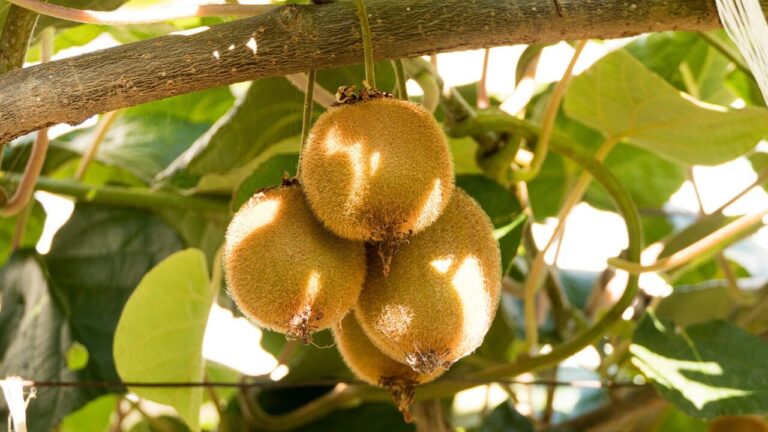 Pere e kiwi, in arrivo 11 milioni di euro per gli agricoltori: ecco chi li riceverà