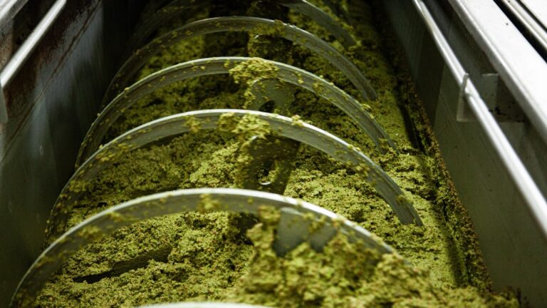 Olio nuovo in Toscana, raccolta da record e prezzi stabili: ecco quanto costa
