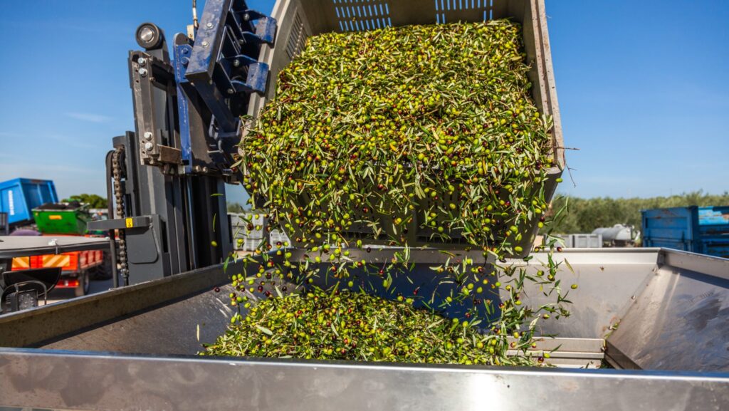 Olio, Unapol lancia l’allarme: prezzi troppo bassi, settore in crisi e nuova raccolta a rischio
