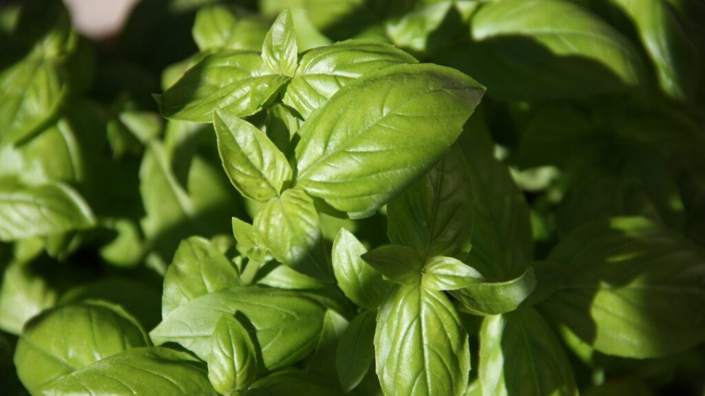 Pesto a 1€ contro quello da 2€: la verità che nasconde il prezzo al chilo