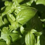 Pesto a 1€ contro quello da 2€: la verità che nasconde il prezzo al chilo