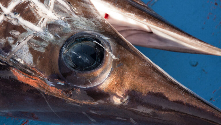Richiami alimentari, attenzione a pesce spada e tahina: rischio microbiologico e Salmonella