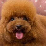 Come scegliere il Barboncino Toy giusto per te: taglia, colore e carattere