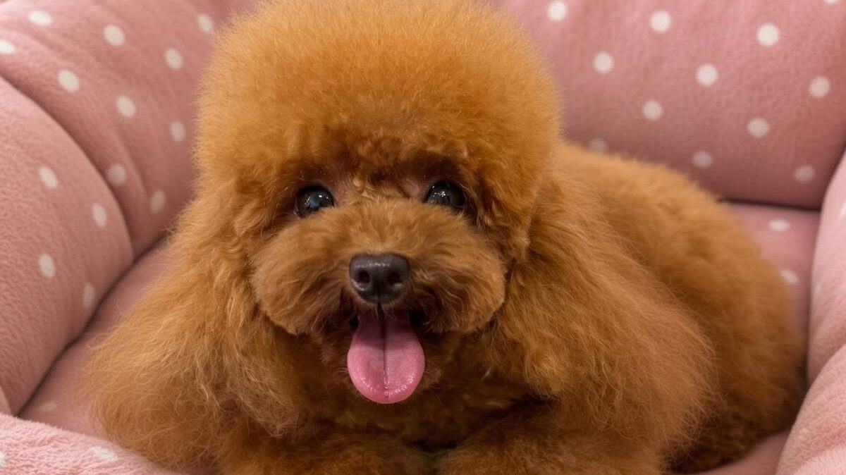 cucciolo di barboncino toy