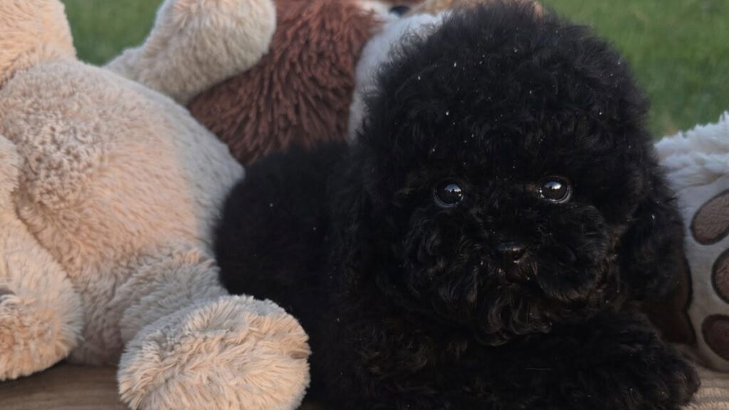 Cucciolo di barboncino toy