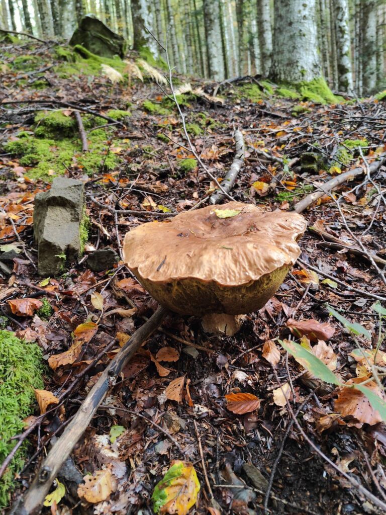 fungo porcino da un chilo ritrovato in toscana