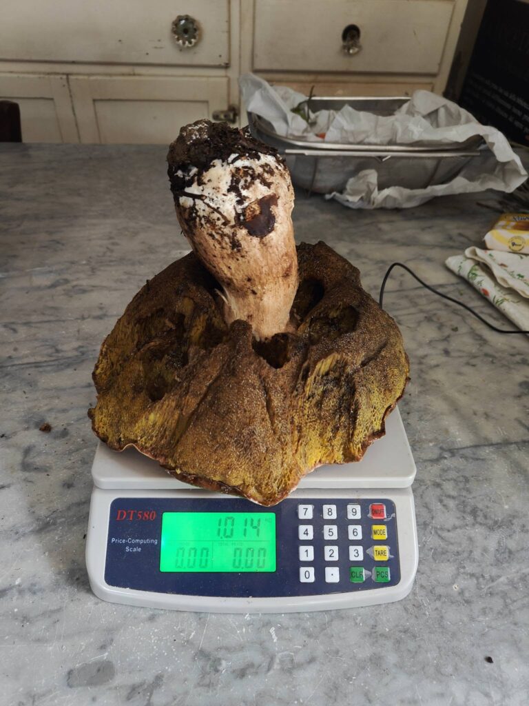 fungo porcino da un chilo ritrovato in toscana