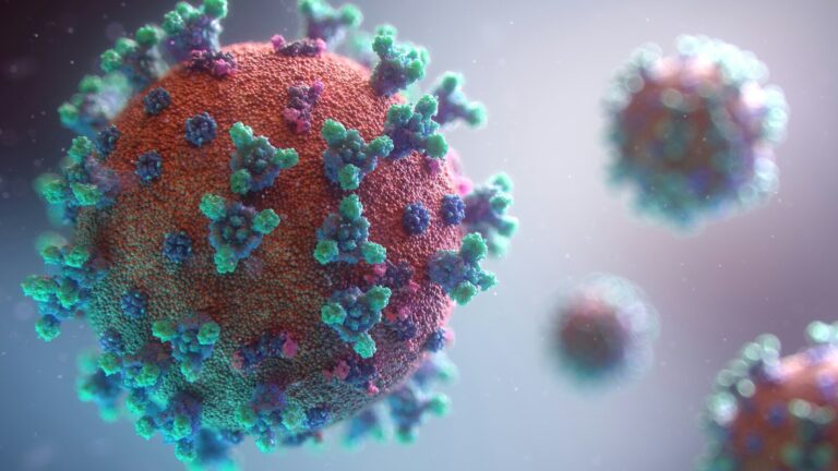 Virus Shamonda, primo caso umano al mondo in Francia: un paziente immunodepresso è morto